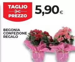 Begonia Confezione Regalo Begonia Confezione Regalo