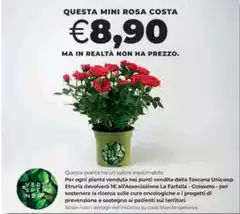 Costa - Questa Mini Rosa Costa - Questa Mini Rosa