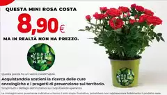 Costa - Questa Mini Rosa