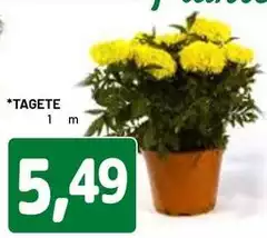 Tagte Tagte