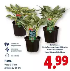 Hosta 