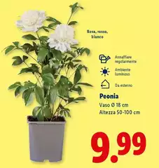 Peonia Peonia