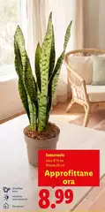 Sanseveria Sanseveria