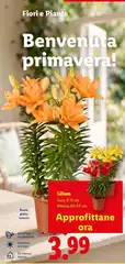 Lilium Lilium