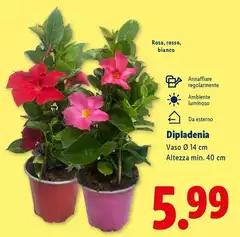 Dipladenia Dipladenia