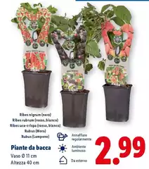 Piante Da Bacca Piante Da Bacca