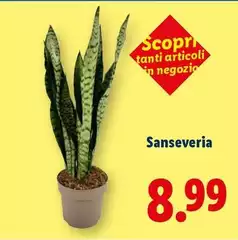 Sanseveria Sanseveria