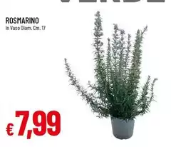 Rosmarino Rosmarino