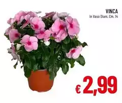 Vinca Vinca