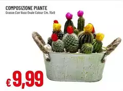 Composizione Piante Composizione Piante