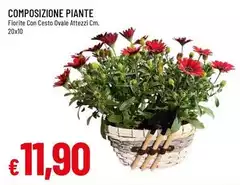 Composizione Piante Composizione Piante