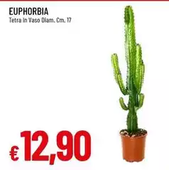 Tetra - Euphorbia Tetra - Euphorbia