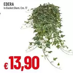 Edera Edera