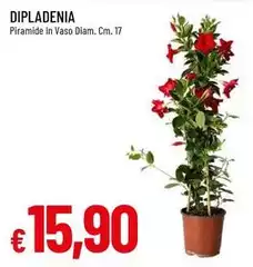 Dipladenia Dipladenia
