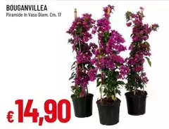 Bouganvillea Bouganvillea