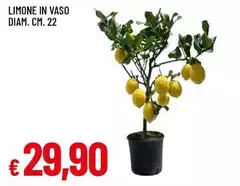 Limone In Vaso