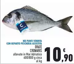 Cromaris - Orate Cromaris - Orate