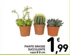 Piante Grasse Succulente Piante Grasse Succulente