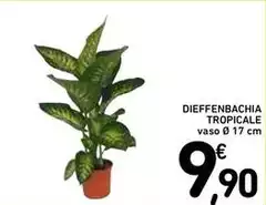 Dieffenbachia Tropicale Dieffenbachia Tropicale