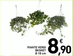 Piante Verdi Basket Piante Verdi Basket