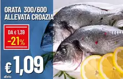 Orata 300/600 Allevata Croazia Orata 300/600 Allevata Croazia