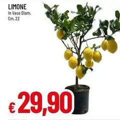 Limone