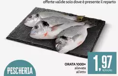 Solo - Orata 1000+ Solo - Orata 1000+