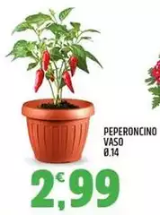 Peperoncino Vaso Peperoncino Vaso