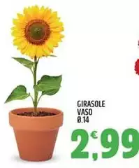 Girasole Vaso
