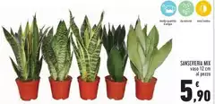 Sanseviera Mix