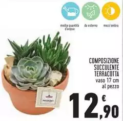 Composizione Succulente