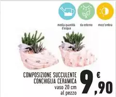 Composizione Succulente Conchiglia Ceramica