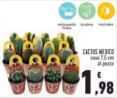 Cactus