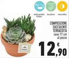 Composizione Succulente