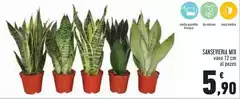 Sanseveria Mix Sanseveria Mix