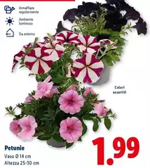 Petunie Petunie