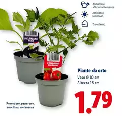 Piante Da Orto Piante Da Orto