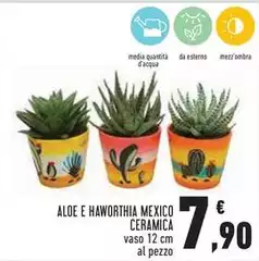 Aloe E Haworthia Mexico Aloe E Haworthia Mexico