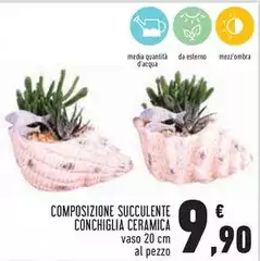 Composizione Succulente Conchiglia Ceramica Composizione Succulente Conchiglia Ceramica