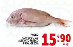 Pagro 600/800 G Ca Allevato Fresco Prov. Grecia