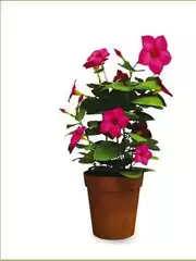 Dipladenia Dipladenia