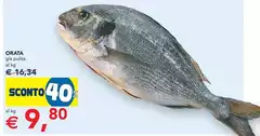 Orata
