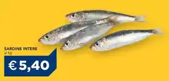 Sardine Intere