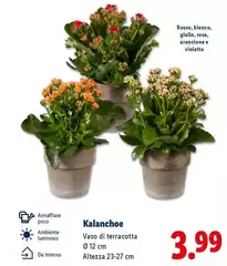Kalanchoe