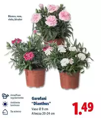 Garofani ''Dianthus''
