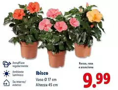 Ibisco Ibisco