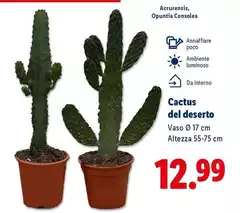 Cactus Del Deserto Cactus Del Deserto