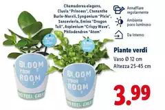 Piante Verdi Piante Verdi