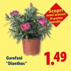 Garofani "Dianthus" Garofani "Dianthus"