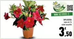 Vaso Cm 14 Colori Assortiti Vaso Cm 14 Colori Assortiti